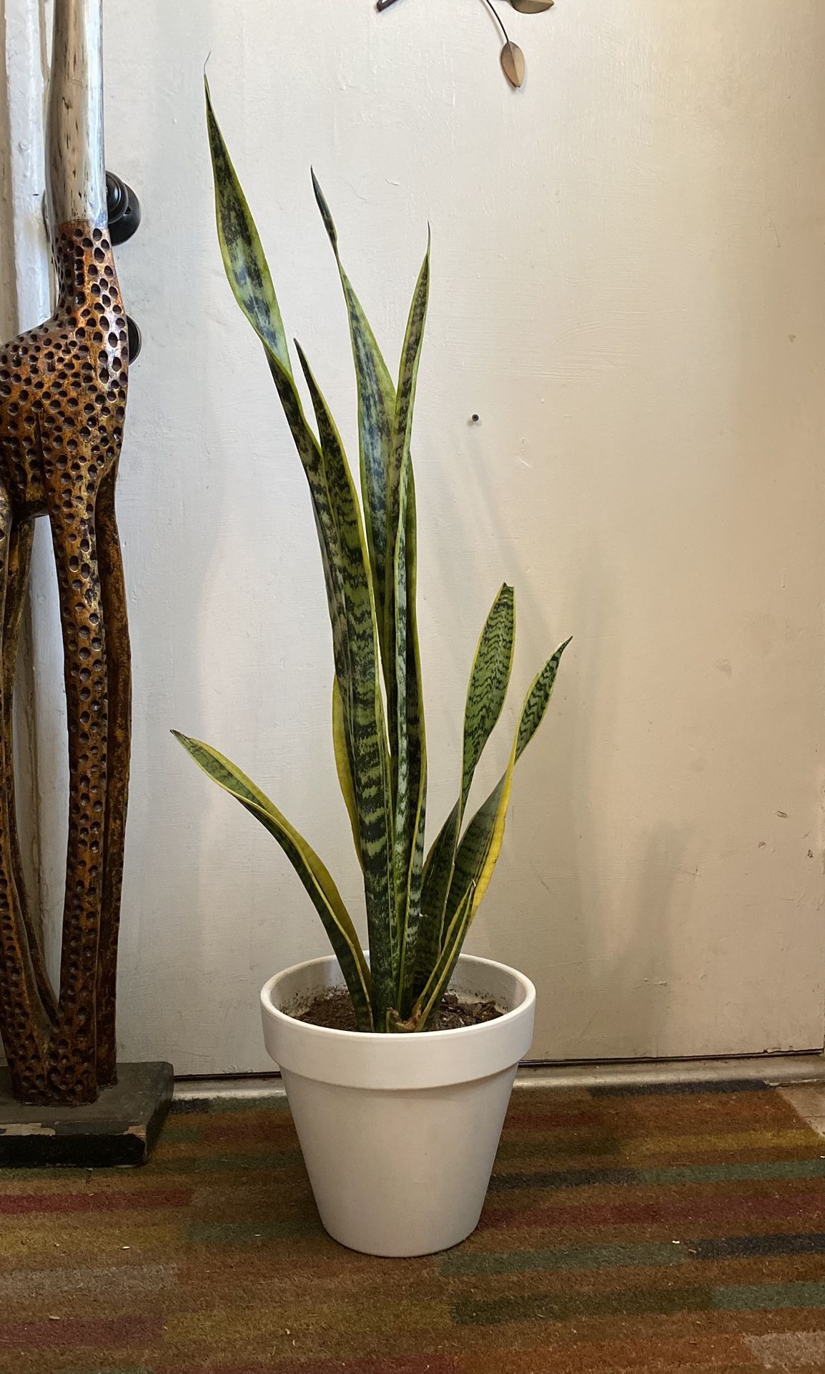 Indoor Mother-in-Law Or Snake Plant