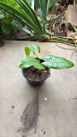 Small elephant ear plant