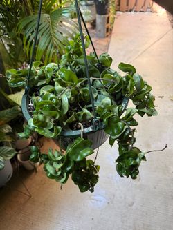 Hoya Indu rope