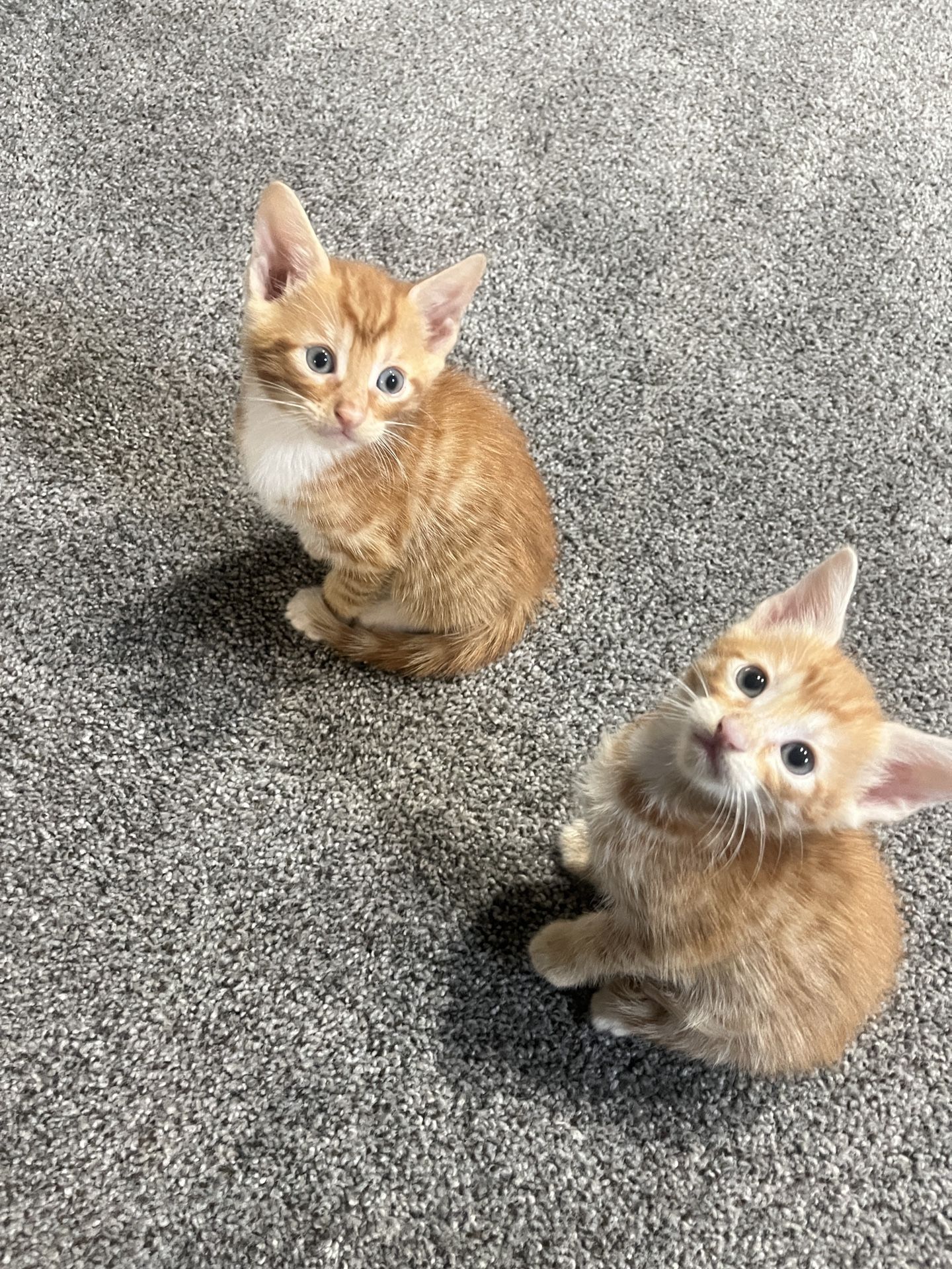 Neeed A Good Home 💞35 To 40$$$