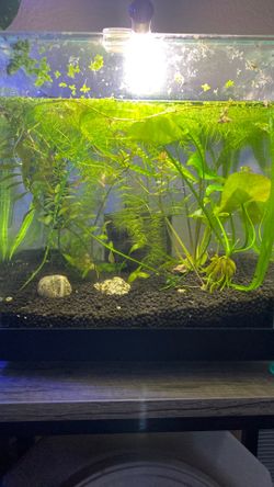 3gal Fish Tank Aquarium Aqueon Rimless With Base lighting