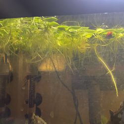 Fishtank Freshwater Floating Plants 