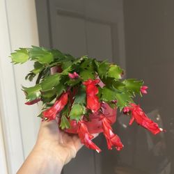 Christmas Cactus