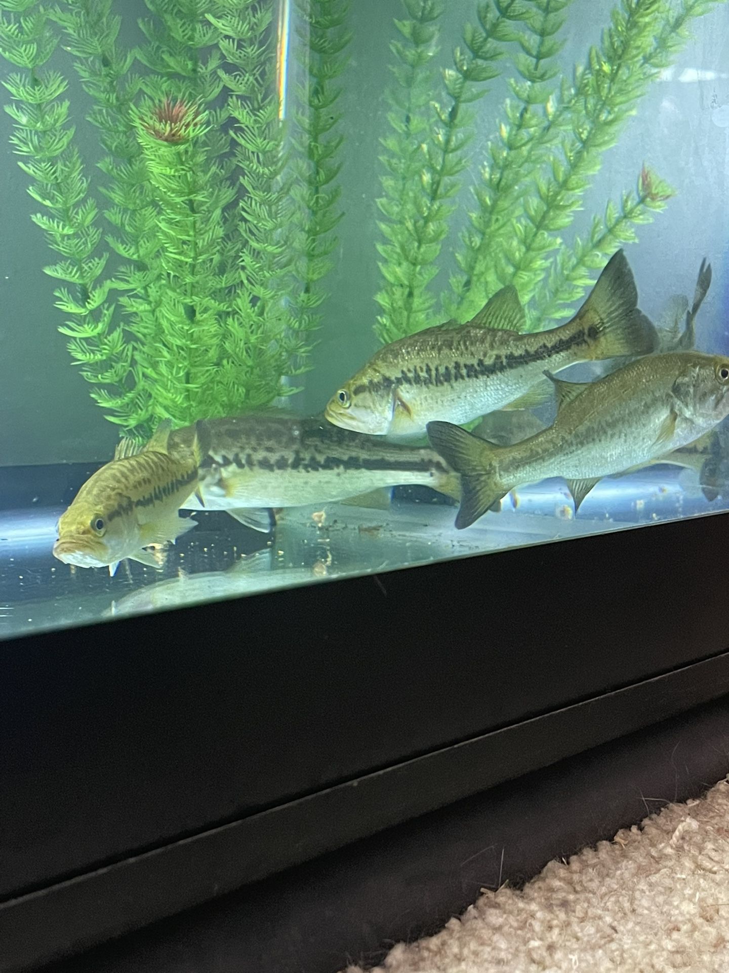 Largemouth Bass In Aquarium
