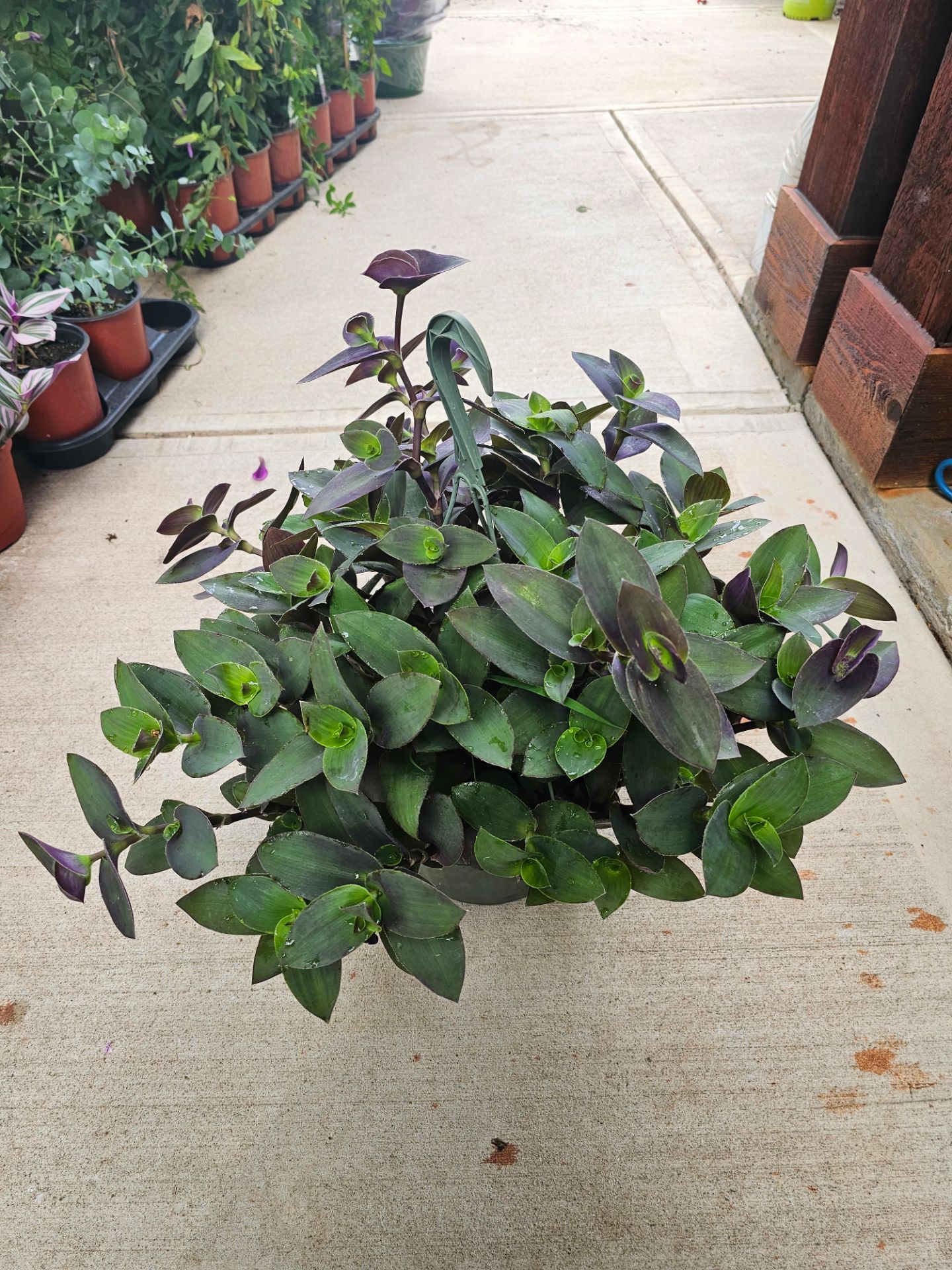 Purple Heart Wandering Jew Beautiful And Healthy HANGING BASKETS PLANTS ARRIVED. $14 each