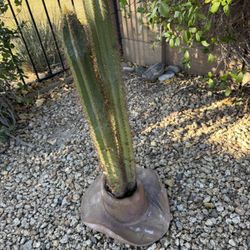 Beautiful Cactus In Cowboy Hat Pot! 