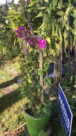 Purple Bougainville Potted With Trelliss 