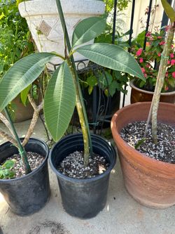 Plumeria azteca gold en 5 Gln