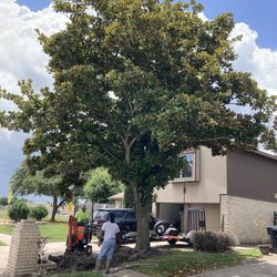 Tree Trimming , Fence , 