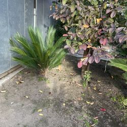 3 Sago Palm Trees  