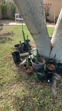 FREE Spineless Succulents