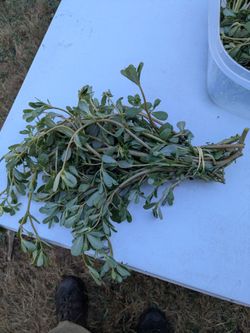 Verdolagas frescas