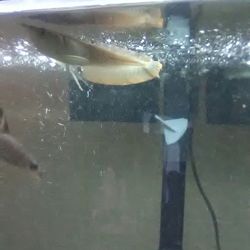 Arrowana ball sharks and red and green severen