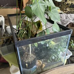 40 Gallon Tanks Plants Not Included 