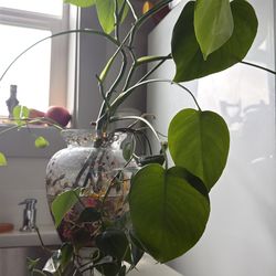 Vine plant&vase