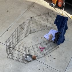 Dog French for small puppies like French bulldogs