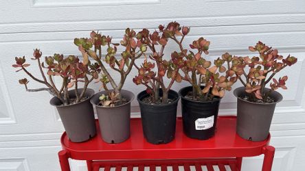 buy 2 get 1 free So beautiful lucky red Jade plant bonsai old money tree bundle buy 3 get 2 free