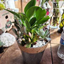 Succulents Arrangement 