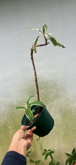 Variegated Ginger Spiral 🌀 Plant 6” Nursery Pot
