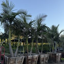 King Palm Trees