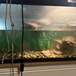 A turtle tank