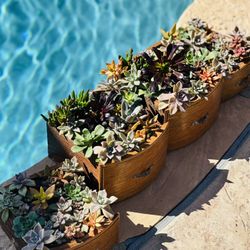 Mix Arrangment Succulent In Wood 