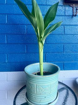Medium canna Lilly
