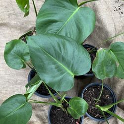 Plantas De Monteras $5 Cada Una O Las 6x$25.