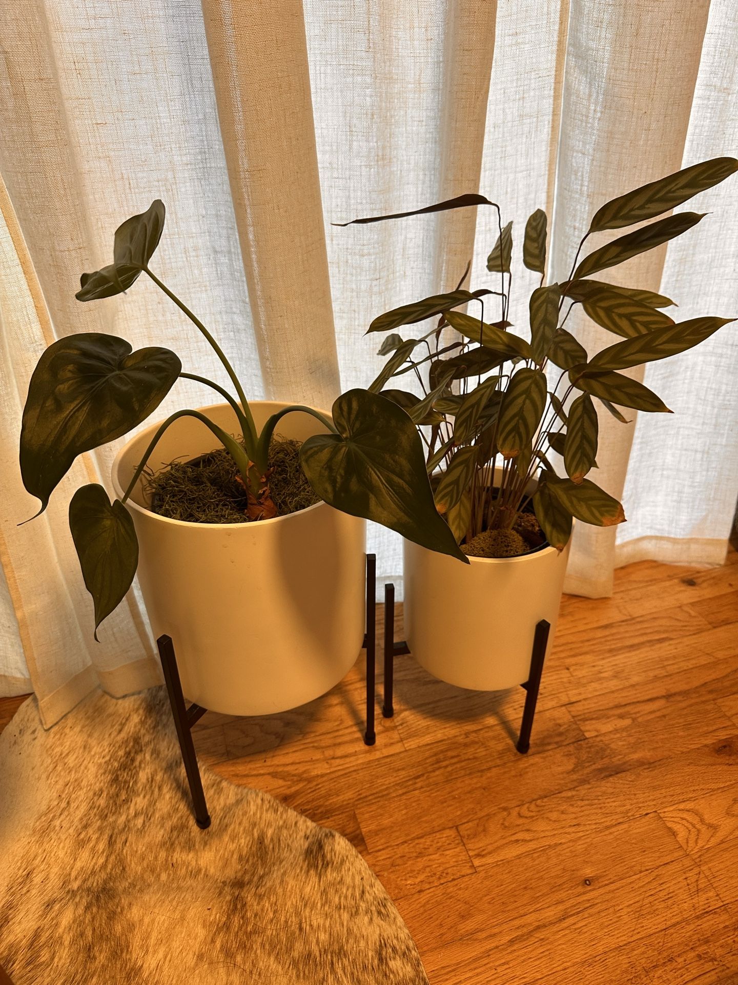 Set/2 Potted Live Plants