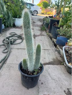 Oldman cactus