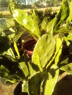 Large Blooming Prickly Pear Cactus in Pot – Rare Variety, Actively Flowering!