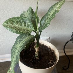 Indoor plant!   Potted 