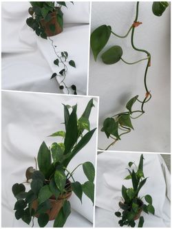 Natural Unique 4 In 1‼️ Interior Decor Plant