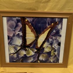 Beautiful Butterfly Pictures