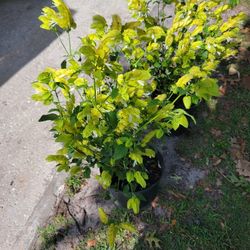Planta De Camaron Amarillo 