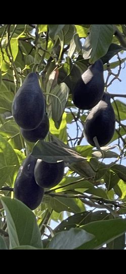 Árboles Frutales Y Plantas De Venta Cada Uno tiene Diferente Precio 