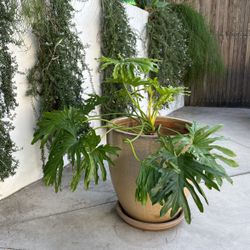 Big - Pot And Plant 