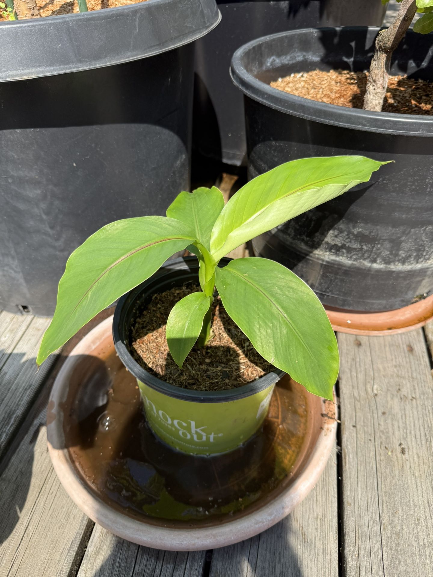 Banana Plant 