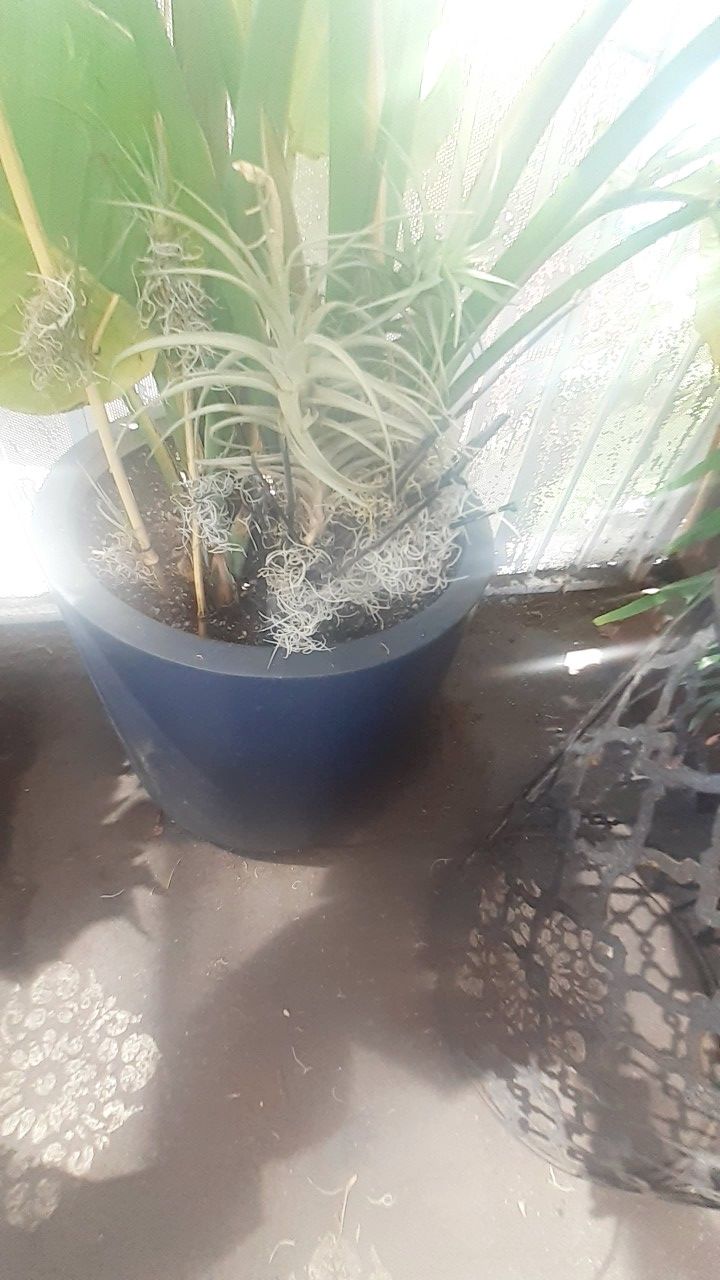 Boho urban jungalow air plant Thilandsia bamboo stake indoor outdoor garden planter