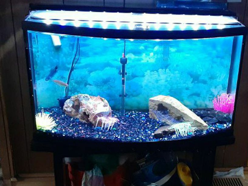 36 Or Bigger? Gallon Bow Front Fish Tank With Everything Except The Filter Pictured. LOWER PRICE$$$
