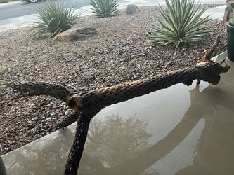 Decorative Cholla Bones Skeleton 
