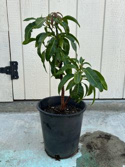Mango tree / Arbol de Mango