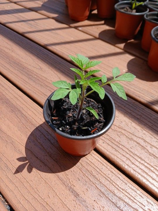 Cherry Tomato Plant