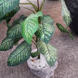 Plant