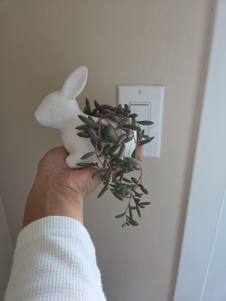 Plant