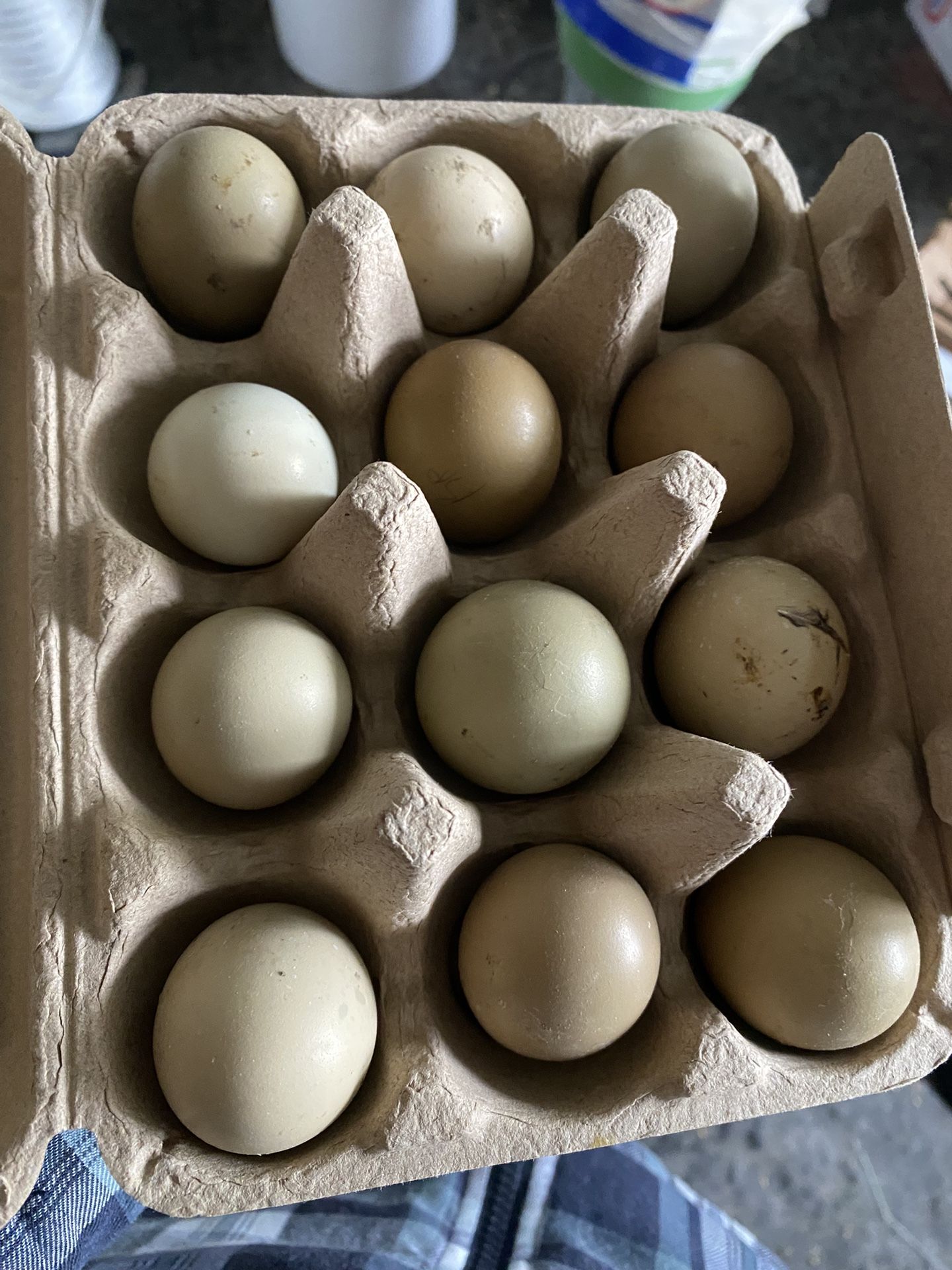Fresh Fertile Pheasant Eggs 