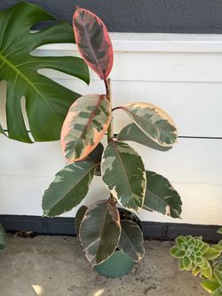 3ft Rubber Tree Ficus Ruby in 8in pot