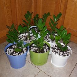 ZZ House plants$12-$14 Each pot
