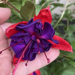 Fucsia Blooming Big Flower Plant, Is Filter Sun Or Full Shade Outdoor Plant. In 12 Inch Hanging Pot Pick Up Only