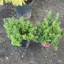 Mexican Oregano